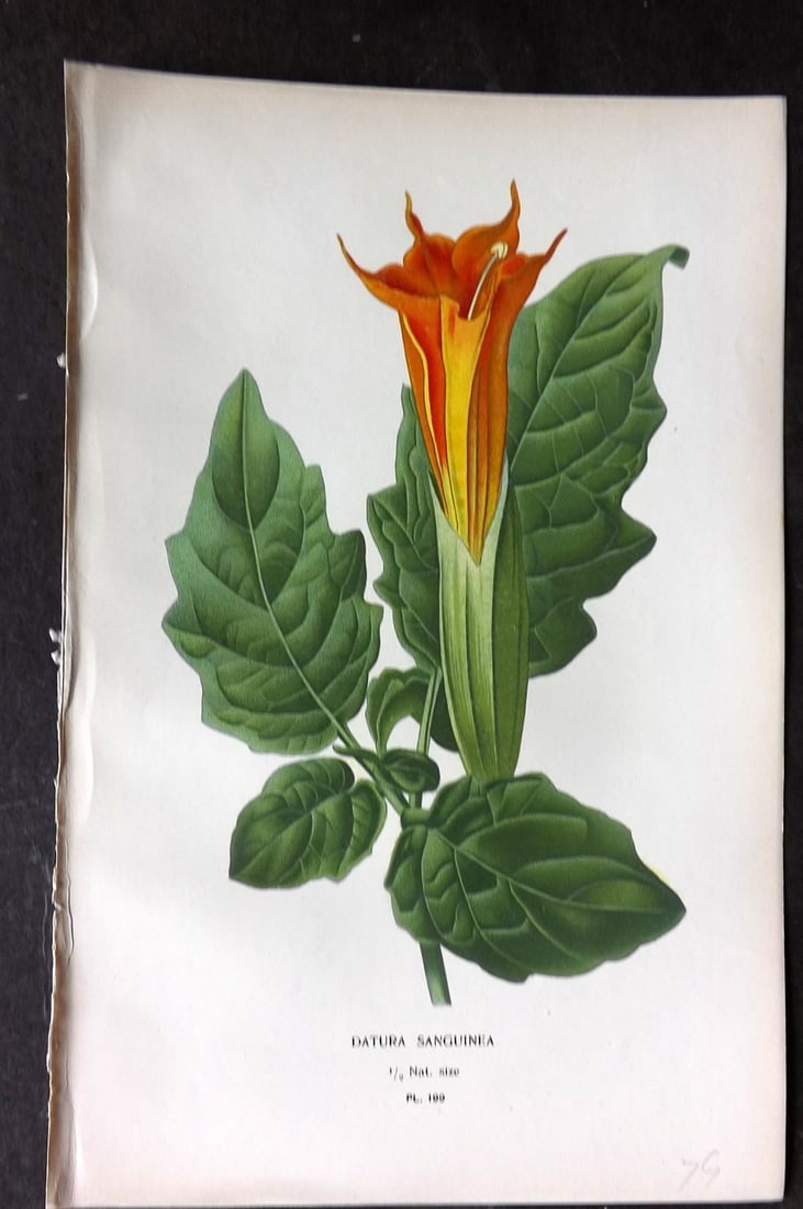 Step, Edward 1897 Antique Botanical Print. Datura Sanguinea 199: Chromolithograph Published 1896-97 by Frederick Warne & Co., London for "Favourite Flowers of Garden and Greenhouse" by Edward Step and William Watson. Paper Size: 9.5 x 6 inch (24 x 15cm) Good Condit