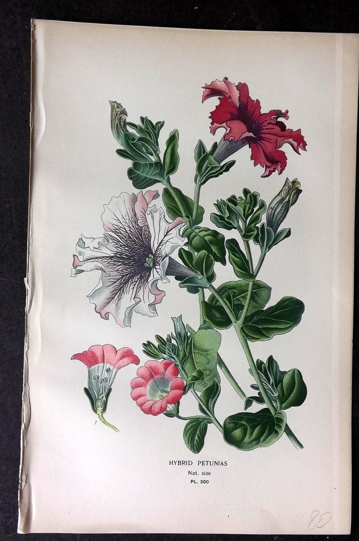 Step, Edward 1897 Antique Botanical Print. Hybrid Petunias 200: Chromolithograph Published 1896-97 by Frederick Warne & Co., London for "Favourite Flowers of Garden and Greenhouse" by Edward Step and William Watson. Paper Size: 9.5 x 6 inch (24 x 15cm) Good Condit