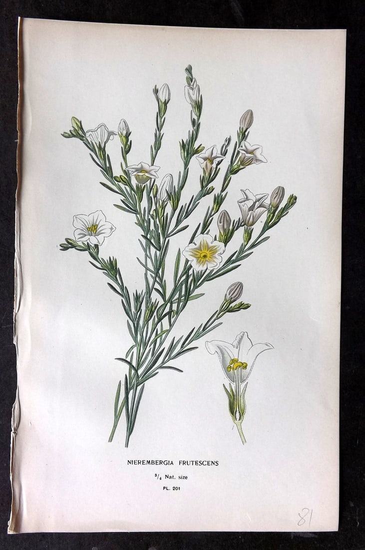 Step, Edward 1897 Antique Botanical Print. Nierembergia Frutescens 201: Chromolithograph Published 1896-97 by Frederick Warne & Co., London for "Favourite Flowers of Garden and Greenhouse" by Edward Step and William Watson. Paper Size: 9.5 x 6 inch (24 x 15cm) Good Condit