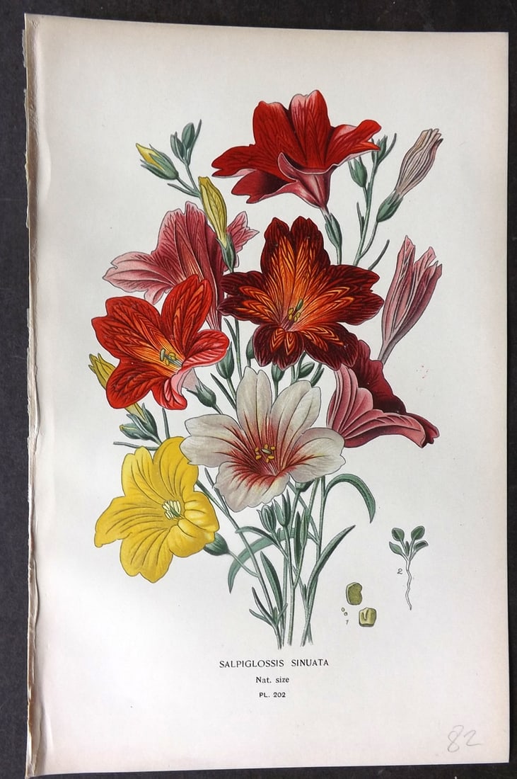 Step, Edward 1897 Antique Botanical Print. Salpiglossis Sinuata 202: Chromolithograph Published 1896-97 by Frederick Warne & Co., London for "Favourite Flowers of Garden and Greenhouse" by Edward Step and William Watson. Paper Size: 9.5 x 6 inch (24 x 15cm) Good Condit