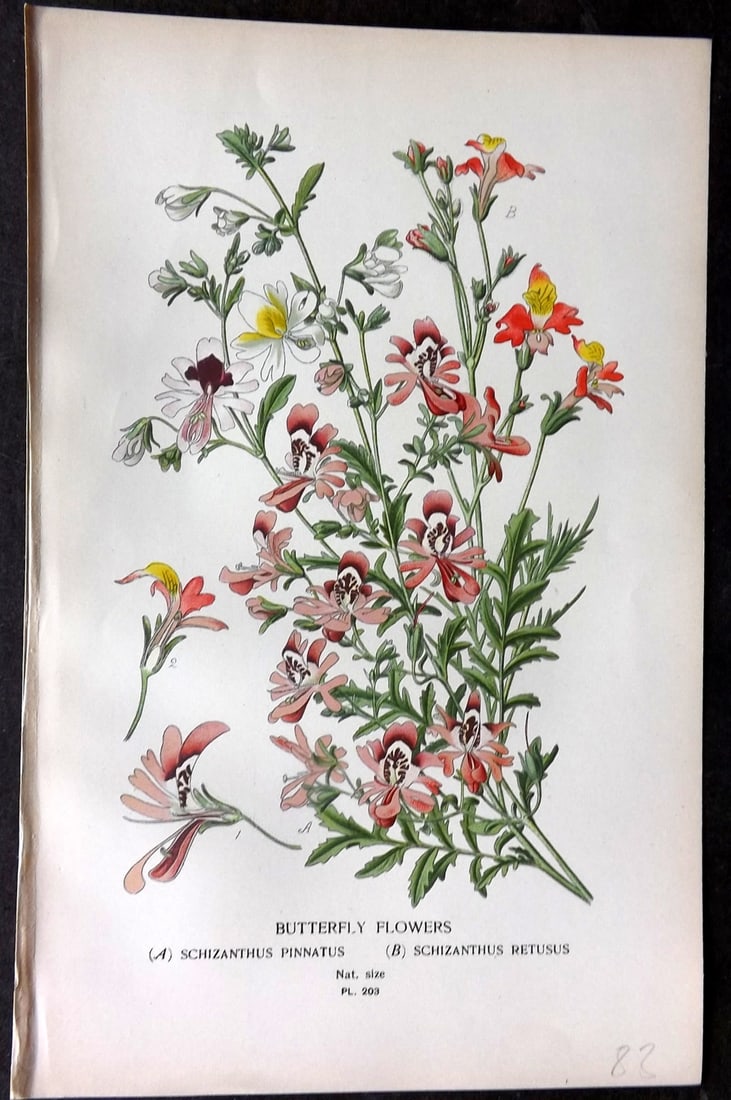Step, Edward 1897 Antique Botanical Print. Butterfly Flowers 203: Chromolithograph Published 1896-97 by Frederick Warne & Co., London for "Favourite Flowers of Garden and Greenhouse" by Edward Step and William Watson. Paper Size: 9.5 x 6 inch (24 x 15cm) Good Condit