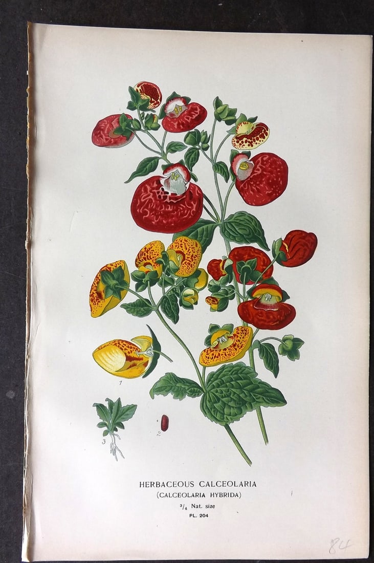 Step, Edward 1897 Antique Botanical Print. Herbaceous Calceolaria 204: Chromolithograph Published 1896-97 by Frederick Warne & Co., London for "Favourite Flowers of Garden and Greenhouse" by Edward Step and William Watson. Paper Size: 9.5 x 6 inch (24 x 15cm) Good Condit