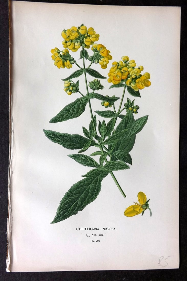 Step, Edward 1897 Antique Botanical Print. Calceolaria Rugosa 205: Chromolithograph Published 1896-97 by Frederick Warne & Co., London for "Favourite Flowers of Garden and Greenhouse" by Edward Step and William Watson. Paper Size: 9.5 x 6 inch (24 x 15cm) Good Condit