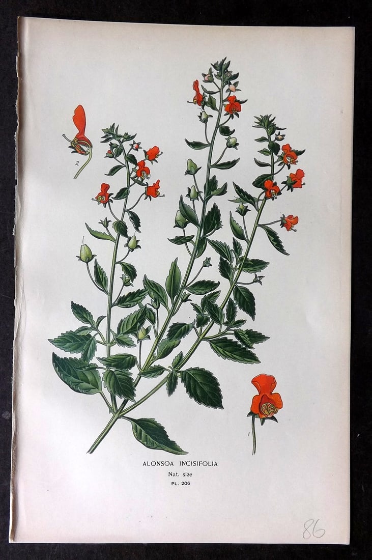 Step, Edward 1897 Antique Botanical Print. Alonsoa Incisifolia 206: Chromolithograph Published 1896-97 by Frederick Warne & Co., London for "Favourite Flowers of Garden and Greenhouse" by Edward Step and William Watson. Paper Size: 9.5 x 6 inch (24 x 15cm) Good Condit