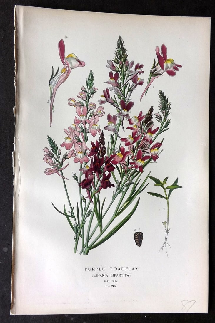 Step, Edward 1897 Antique Botanical Print. Purple Toadflax 207: Chromolithograph Published 1896-97 by Frederick Warne & Co., London for "Favourite Flowers of Garden and Greenhouse" by Edward Step and William Watson. Paper Size: 9.5 x 6 inch (24 x 15cm) Good Condit