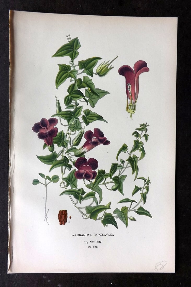 Step, Edward 1897 Antique Botanical Print. Maurandya Barclayana 208: Chromolithograph Published 1896-97 by Frederick Warne & Co., London for "Favourite Flowers of Garden and Greenhouse" by Edward Step and William Watson. Paper Size: 9.5 x 6 inch (24 x 15cm) Good Condit