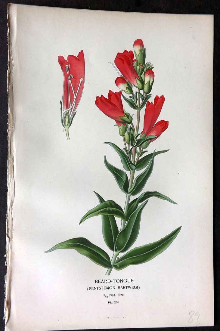 Step, Edward 1897 Antique Botanical Print. Beard-Tongue 209: Chromolithograph Published 1896-97 by Frederick Warne & Co., London for "Favourite Flowers of Garden and Greenhouse" by Edward Step and William Watson. Paper Size: 9.5 x 6 inch (24 x 15cm) Good Condit