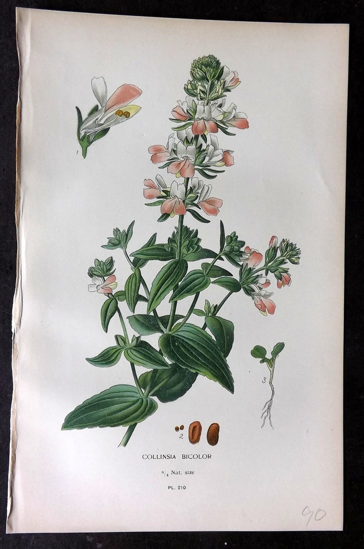 Step, Edward 1897 Antique Botanical Print. Collinsia Bicolor 210: Chromolithograph Published 1896-97 by Frederick Warne & Co., London for "Favourite Flowers of Garden and Greenhouse" by Edward Step and William Watson. Paper Size: 9.5 x 6 inch (24 x 15cm) Good Condit