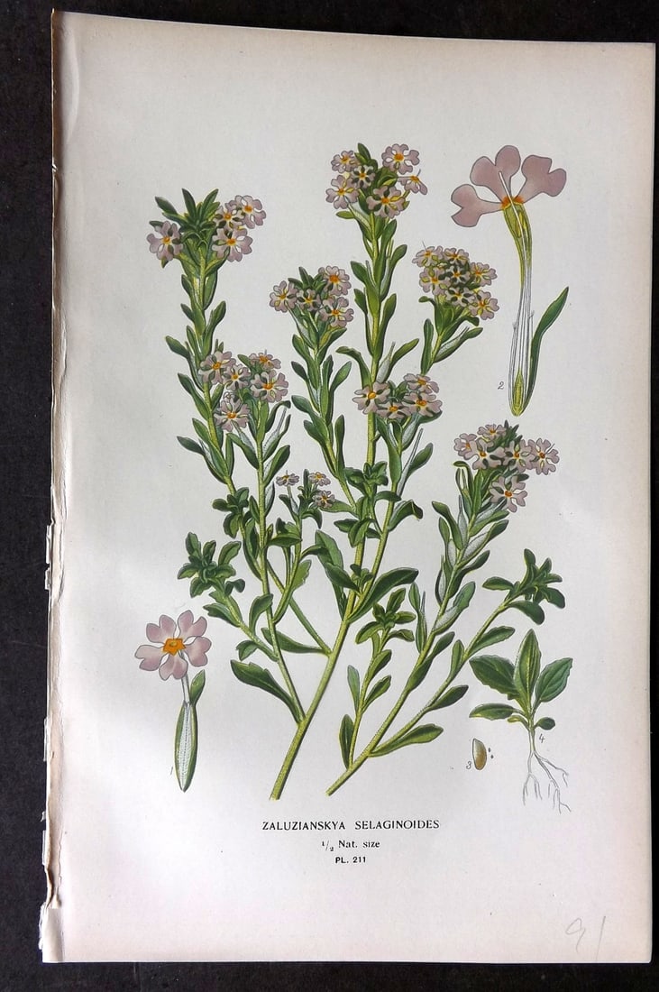 Step, Edward 1897 Antique Botanical Print. Zaluzianskya Selaginoides 211: Chromolithograph Published 1896-97 by Frederick Warne & Co., London for "Favourite Flowers of Garden and Greenhouse" by Edward Step and William Watson. Paper Size: 9.5 x 6 inch (24 x 15cm) Good Condit