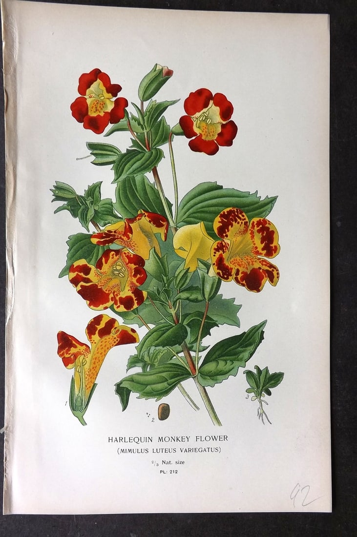 Step, Edward 1897 Antique Botanical Print. Harlequin Monkey Flower 212: Chromolithograph Published 1896-97 by Frederick Warne & Co., London for "Favourite Flowers of Garden and Greenhouse" by Edward Step and William Watson. Paper Size: 9.5 x 6 inch (24 x 15cm) Good Condit