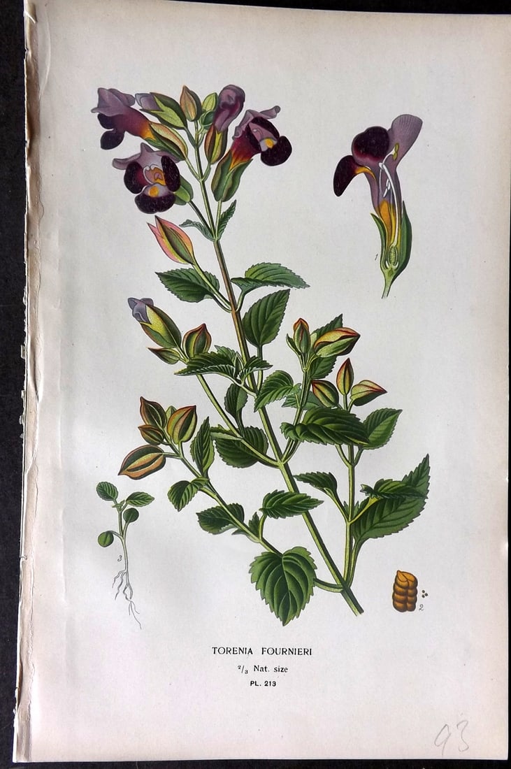 Step, Edward 1897 Antique Botanical Print. Torenia Fournieri 213: Chromolithograph Published 1896-97 by Frederick Warne & Co., London for "Favourite Flowers of Garden and Greenhouse" by Edward Step and William Watson. Paper Size: 9.5 x 6 inch (24 x 15cm) Good Condit