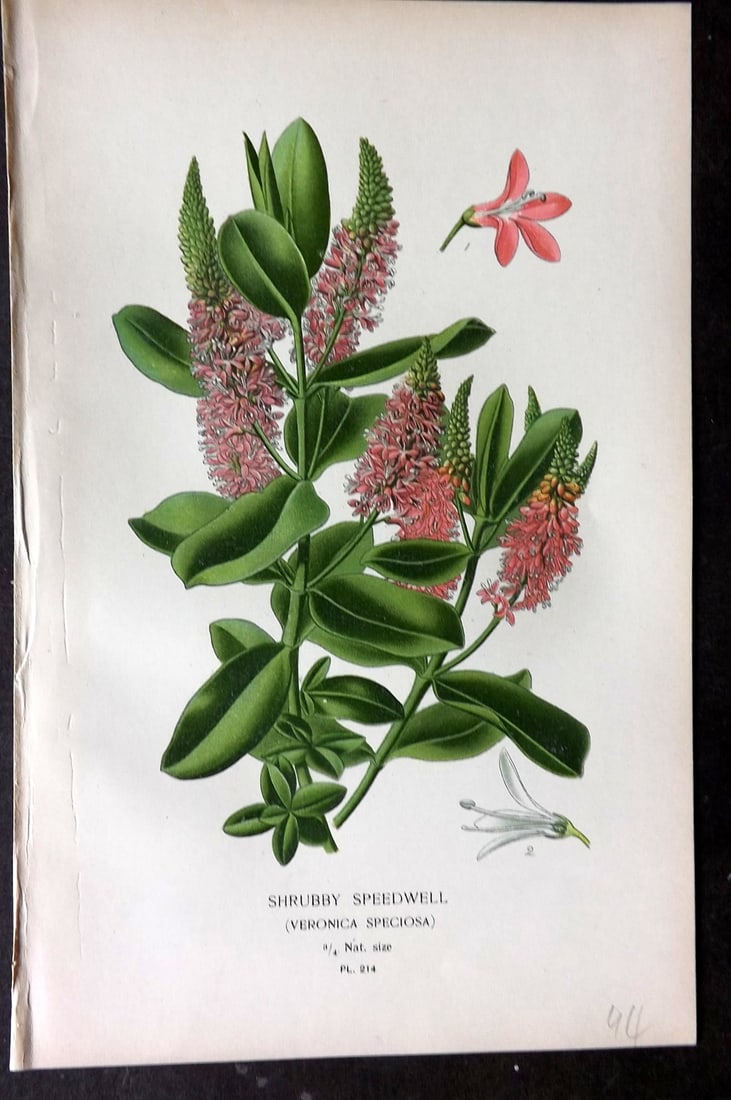 Step, Edward 1897 Antique Botanical Print. Shrubby Speedwell 214: Chromolithograph Published 1896-97 by Frederick Warne & Co., London for "Favourite Flowers of Garden and Greenhouse" by Edward Step and William Watson. Paper Size: 9.5 x 6 inch (24 x 15cm) Good Condit