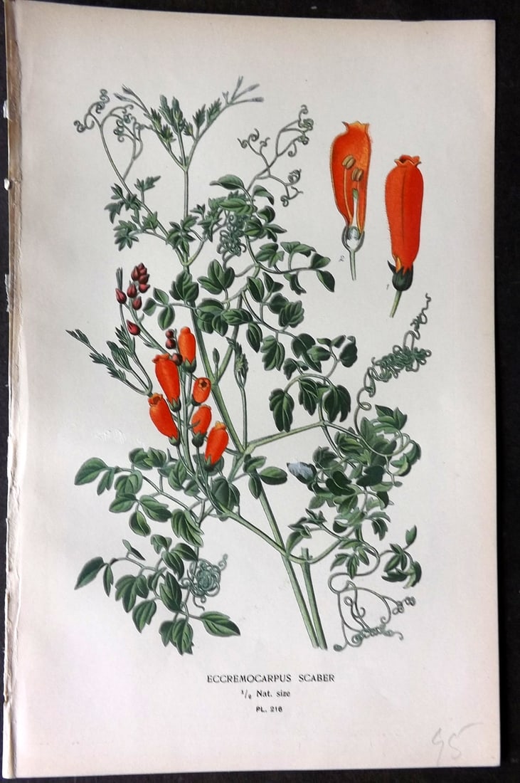 Step, Edward 1897 Antique Botanical Print. Eccremocarpus Scaber 216: Chromolithograph Published 1896-97 by Frederick Warne & Co., London for "Favourite Flowers of Garden and Greenhouse" by Edward Step and William Watson. Paper Size: 9.5 x 6 inch (24 x 15cm) Good Condit