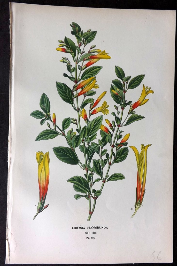 Step, Edward 1897 Antique Botanical Print. Libonia Floribunda 217: Chromolithograph Published 1896-97 by Frederick Warne & Co., London for "Favourite Flowers of Garden and Greenhouse" by Edward Step and William Watson. Paper Size: 9.5 x 6 inch (24 x 15cm) Good Condit