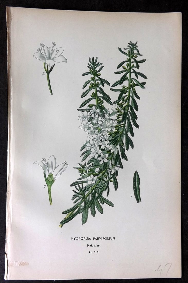 Step, Edward 1897 Antique Botanical Print. Myoporum Parvifolium 218: Chromolithograph Published 1896-97 by Frederick Warne & Co., London for "Favourite Flowers of Garden and Greenhouse" by Edward Step and William Watson. Paper Size: 9.5 x 6 inch (24 x 15cm) Good Condit