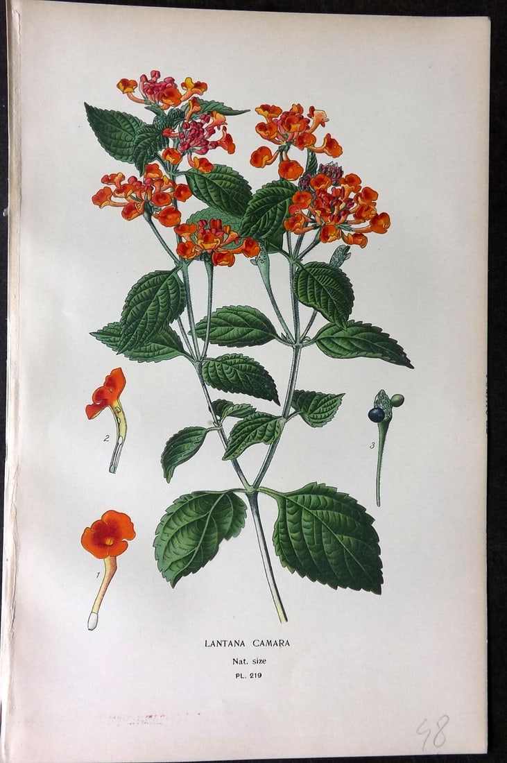 Step, Edward 1897 Antique Botanical Print. Lantana Camara 219: Chromolithograph Published 1896-97 by Frederick Warne & Co., London for "Favourite Flowers of Garden and Greenhouse" by Edward Step and William Watson. Paper Size: 9.5 x 6 inch (24 x 15cm) Good Condit