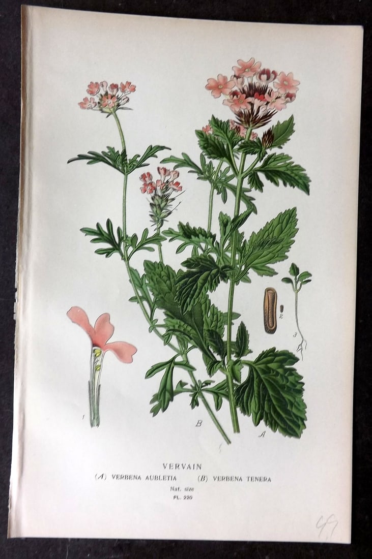 Step, Edward 1897 Antique Botanical Print. Vervain 220: Chromolithograph Published 1896-97 by Frederick Warne & Co., London for "Favourite Flowers of Garden and Greenhouse" by Edward Step and William Watson. Paper Size: 9.5 x 6 inch (24 x 15cm) Good Condit
