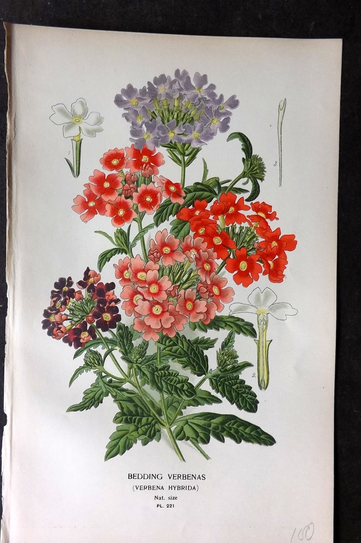 Step, Edward 1897 Antique Botanical Print. Bedding Verbenas 221: Chromolithograph Published 1896-97 by Frederick Warne & Co., London for "Favourite Flowers of Garden and Greenhouse" by Edward Step and William Watson. Paper Size: 9.5 x 6 inch (24 x 15cm) Good Condit