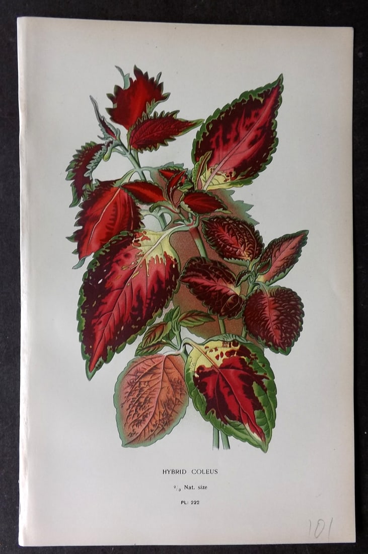 Step, Edward 1897 Antique Botanical Print. Hybrid Coleus 222: Chromolithograph Published 1896-97 by Frederick Warne & Co., London for "Favourite Flowers of Garden and Greenhouse" by Edward Step and William Watson. Paper Size: 9.5 x 6 inch (24 x 15cm) Good Condit