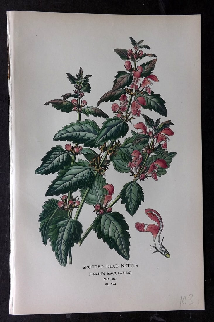 Step, Edward 1897 Antique Botanical Print. Spotted Dead Nettle 224: Chromolithograph Published 1896-97 by Frederick Warne & Co., London for "Favourite Flowers of Garden and Greenhouse" by Edward Step and William Watson. Paper Size: 9.5 x 6 inch (24 x 15cm) Good Condit