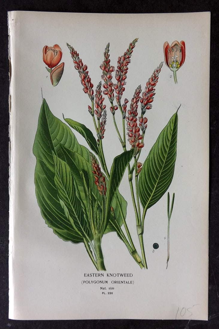 Step, Edward 1897 Antique Botanical Print. Eastern Knotweed 226: Chromolithograph Published 1896-97 by Frederick Warne & Co., London for "Favourite Flowers of Garden and Greenhouse" by Edward Step and William Watson. Paper Size: 9.5 x 6 inch (24 x 15cm) Good Condit