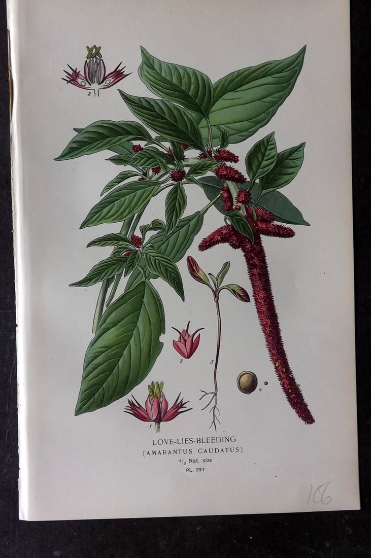 Step, Edward 1897 Antique Botanical Print. Love-Lies Bleeding 227: Chromolithograph Published 1896-97 by Frederick Warne & Co., London for "Favourite Flowers of Garden and Greenhouse" by Edward Step and William Watson. Paper Size: 9.5 x 6 inch (24 x 15cm) Good Condit