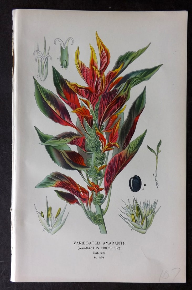 Step, Edward 1897 Antique Botanical Print. Variegated Amaranth 228: Chromolithograph Published 1896-97 by Frederick Warne & Co., London for "Favourite Flowers of Garden and Greenhouse" by Edward Step and William Watson. Paper Size: 9.5 x 6 inch (24 x 15cm) Good Condit