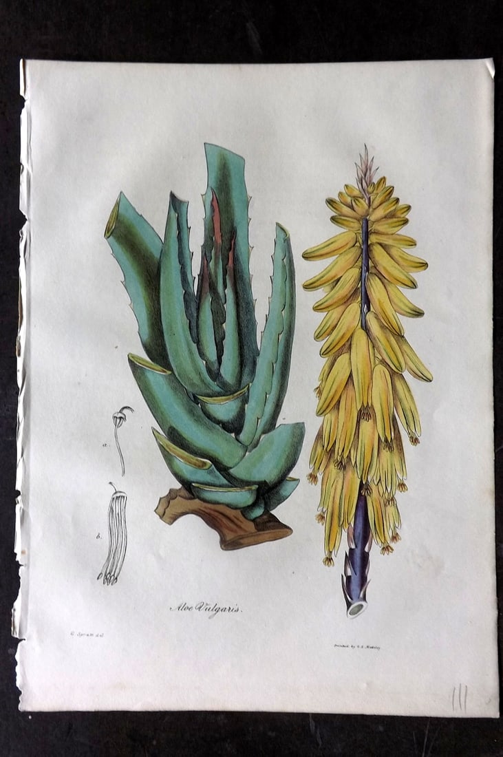 Woodville, William 1832 Hand Col Botanical Print. Aloe Vulgaris (1 of 1)