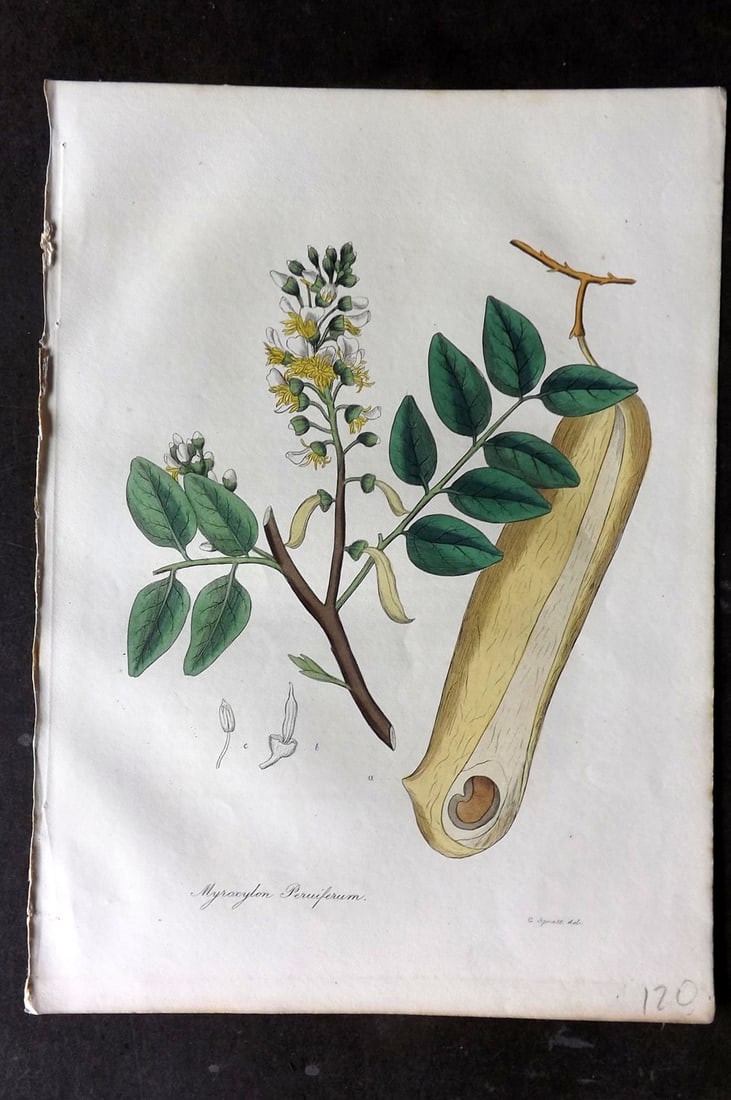 Woodville, William 1832 Hand Col Botanical Print. Myroxylon Peruiferum: Hand Colored Etching Published 1832, London for "Medical Botany" Third Edition by William Woodville. Paper Size: 10 x 7.5 inch (25 x 19cm) Good Condition