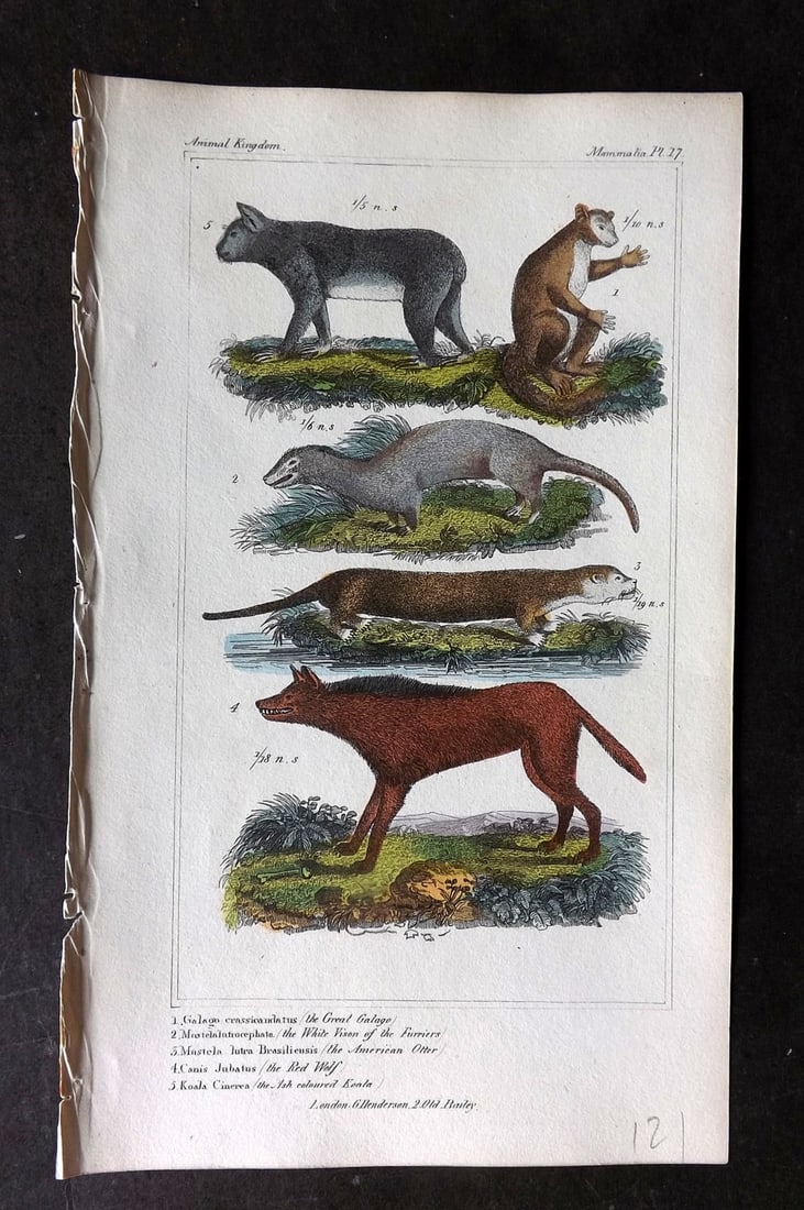 Cuvier, Baron 1837 Hand Col Print. Koala Australia, Red Wolf, American Otter, Galago 17: Hand Colored Etching/Engraving Published 1834-37, London for "The Animal Kingdom" by the Baron Georges Cuvier. Paper Size: 8 x 5 inch (21 x 13cm) Good Condition
