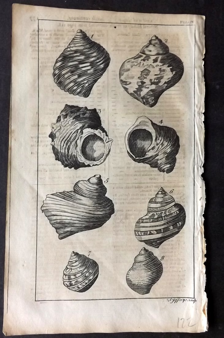 Gentleman's Mag 1755 Antique Shell Print. Conchology 04: Copper Plate Published London 1731-1833, London for "The Gentleman's Magazine..." by Various Contributors. Paper Size: 8 x 5 inch (21 x 14cm) Text offsetting and toning present.