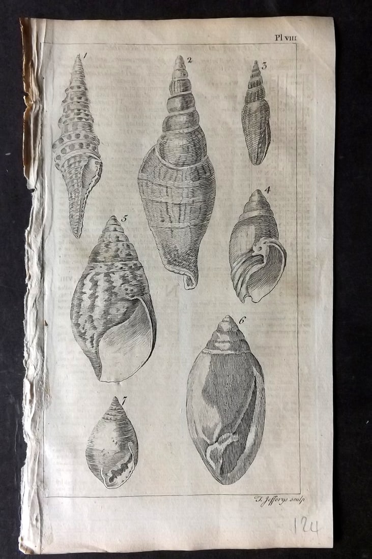 Gentleman's Mag 1755 Antique Shell Print. Conchology 08: Copper Plate Published London 1731-1833, London for "The Gentleman's Magazine..." by Various Contributors. Paper Size: 8 x 5 inch (21 x 14cm) Text offsetting and toning present.