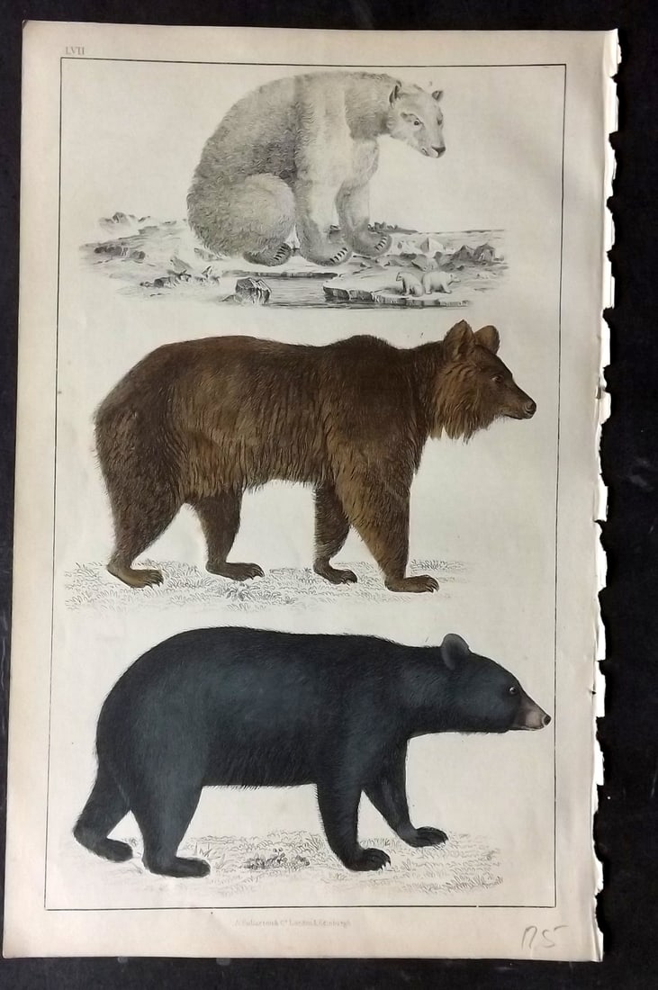 Goldsmith, Oliver C1850 Hand Col Print. Black Bear of America, Brown Bear, Polar Bear 57: Hand Colored Etching/Engraving Published C1850 by A. Fullarton & Co., London for "A History of the Earth and Animated Nature" by Oliver Goldsmith. Paper Size: 10 x 6 inch (25 x 16cm) Good Condition