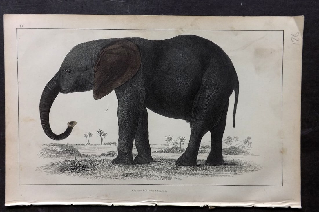 Goldsmith, Oliver C1850 Hand Col Print. African Elephant 04: Hand Colored Etching/Engraving Published C1850 by A. Fullarton & Co., London for "A History of the Earth and Animated Nature" by Oliver Goldsmith. Paper Size: 10 x 6 inch (25 x 16cm) Minor background