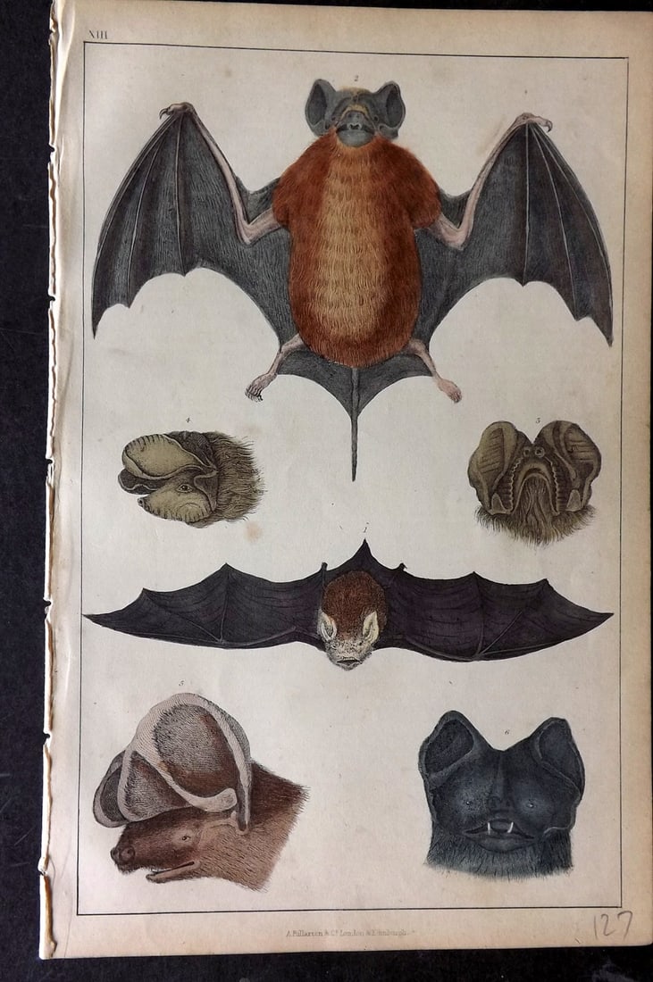 Goldsmith, Oliver C1850 Hand Col Print. Cayenne, Slender, Notch Eared, Rufous Bat 13: Hand Colored Etching/Engraving Published C1850 by A. Fullarton & Co., London for "A History of the Earth and Animated Nature" by Oliver Goldsmith. Paper Size: 10 x 6 inch (25 x 16cm) Very minor backgr
