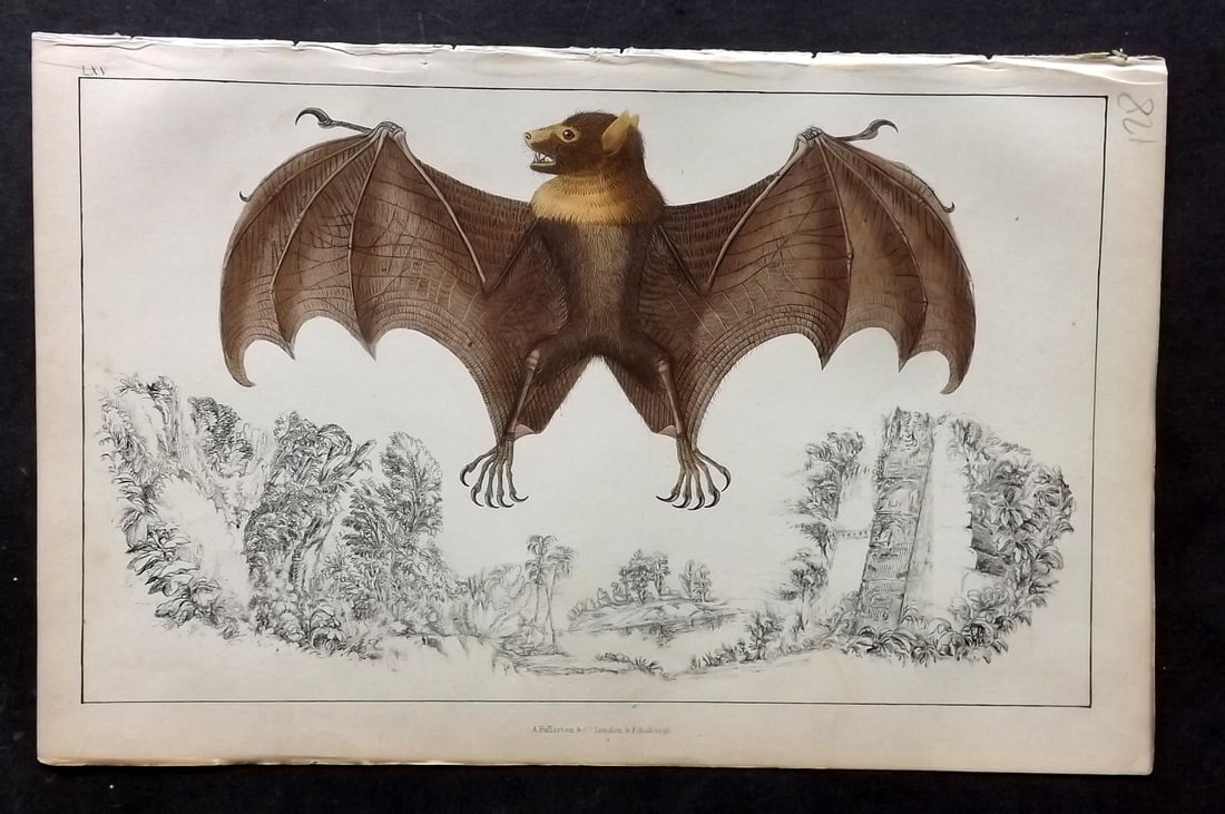 Goldsmith, Oliver C1850 Hand Col Print. Macklott's. Black Faced, Vampire Bats 15: Hand Colored Etching/Engraving Published C1850 by A. Fullarton & Co., London for "A History of the Earth and Animated Nature" by Oliver Goldsmith. Paper Size: 10 x 6 inch (25 x 16cm) Good Condition