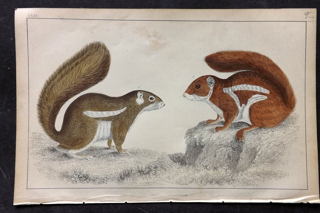 Goldsmith, Oliver C1850 Hand Col Print. Fire Footed & Hottentot Squirrel 35 (1 of 1)