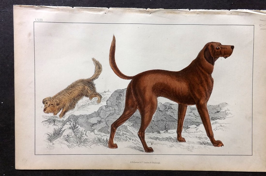 Goldsmith, Oliver C1850 Hand Col Print. Skye Terrier. Blood Hound Dog 63 (1 of 1)