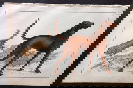 Goldsmith, Oliver C1850 Hand Col Print. Skye Terrier. Blood Hound Dog 63: Hand Colored Etching/Engraving Published C1850 by A. Fullarton & Co., London for "A History of the Earth and Animated Nature" by Oliver Goldsmith. Paper Size: 10 x 6 inch (25 x 16cm) Good Condition