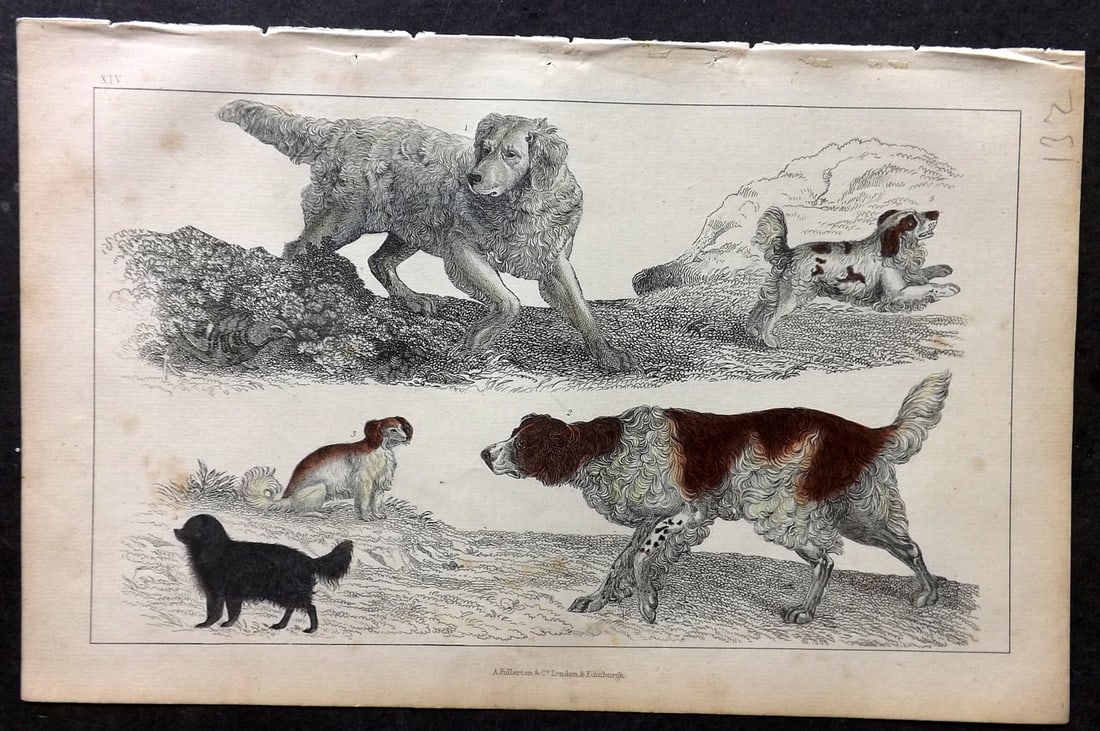 Goldsmith, Oliver C1850 Hand Col Print. English Setter, Cocker, King Charles Dogs 14 (1 of 1)