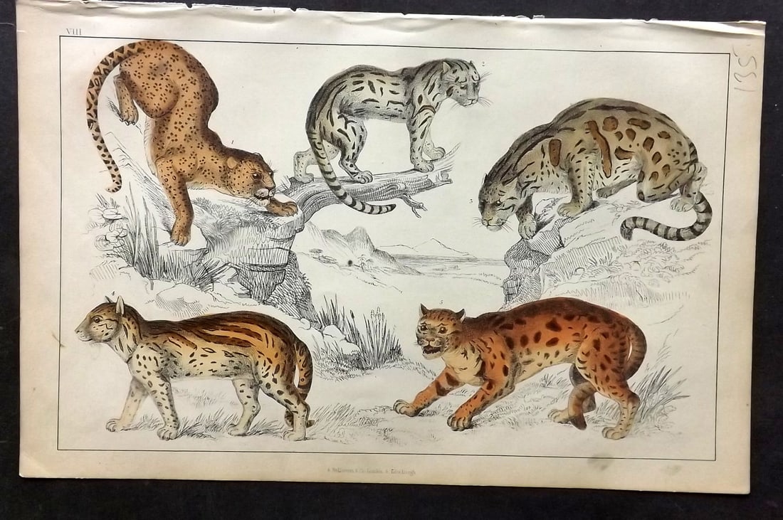 Goldsmith, Oliver C1850 Hand Col Print. Leopard, Ocelot, Sumatra Cat, Clouded Tiger 08 (1 of 1)