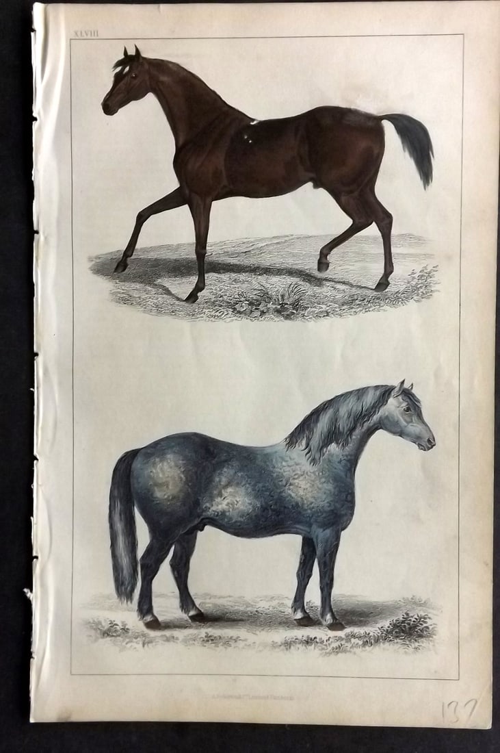 Goldsmith, Oliver C1850 Hand Col Print. Race Horse. Cart Horse 48: Hand Colored Etching/Engraving Published C1850 by A. Fullarton & Co., London for "A History of the Earth and Animated Nature" by Oliver Goldsmith. Paper Size: 10 x 6 inch (25 x 16cm) Good Condition