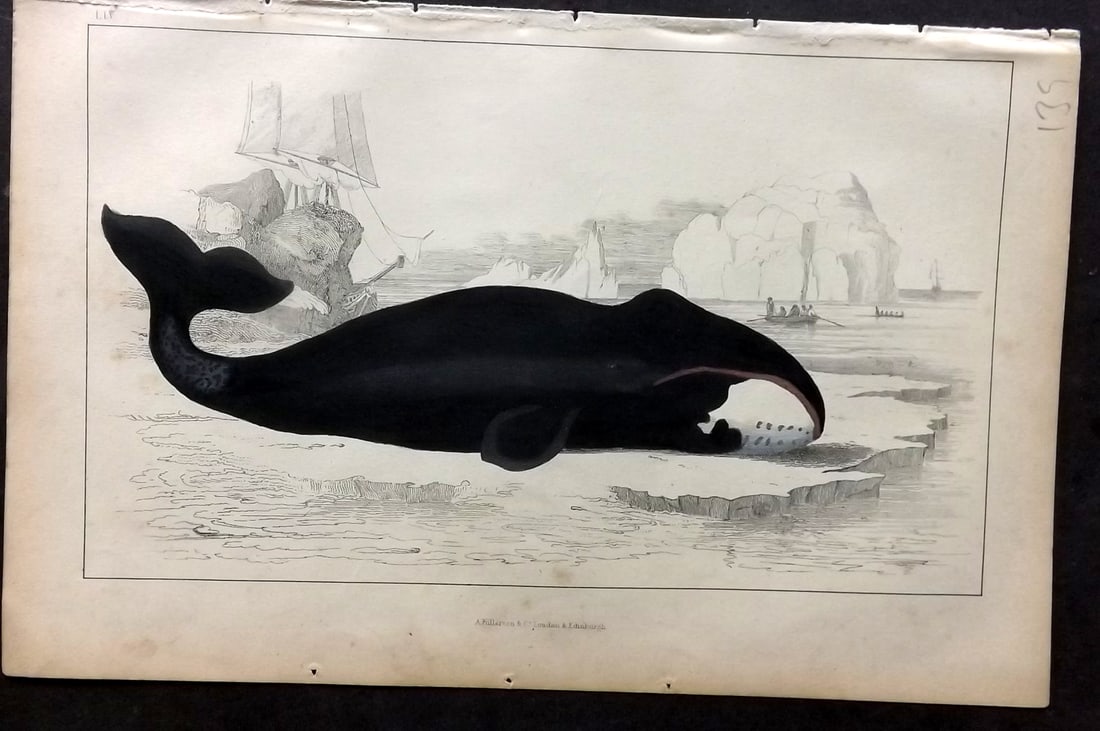 Goldsmith, Oliver C1850 Hand Col Print. The True Whale 54: Hand Colored Etching/Engraving Published C1850 by A. Fullarton & Co., London for "A History of the Earth and Animated Nature" by Oliver Goldsmith. Paper Size: 10 x 6 inch (25 x 16cm) Very minor backro