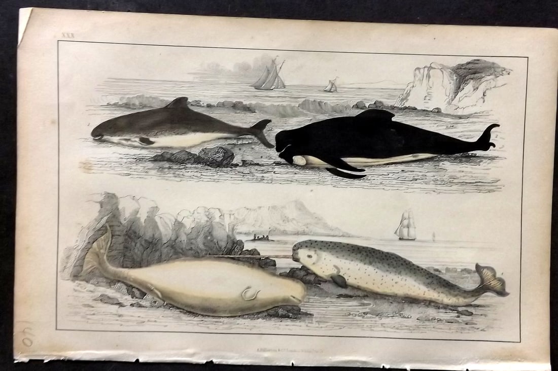 Goldsmith, Oliver C1850 Hand Col Print. Narwhal, White & Ca'ing Whale, Porpoise 30: Hand Colored Etching/Engraving Published C1850 by A. Fullarton & Co., London for "A History of the Earth and Animated Nature" by Oliver Goldsmith. Paper Size: 10 x 6 inch (25 x 16cm) Good Condition