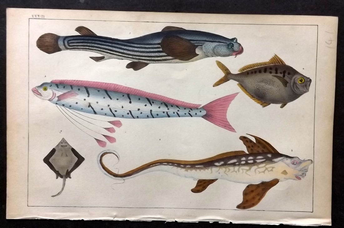 Goldsmith, Oliver C1850 Hand Col Print. Anableps, Raia. Zeus Fish 33: Hand Colored Etching/Engraving Published C1850 by A. Fullarton & Co., London for "A History of the Earth and Animated Nature" by Oliver Goldsmith. Paper Size: 10 x 6 inch (25 x 16cm) Good Condition