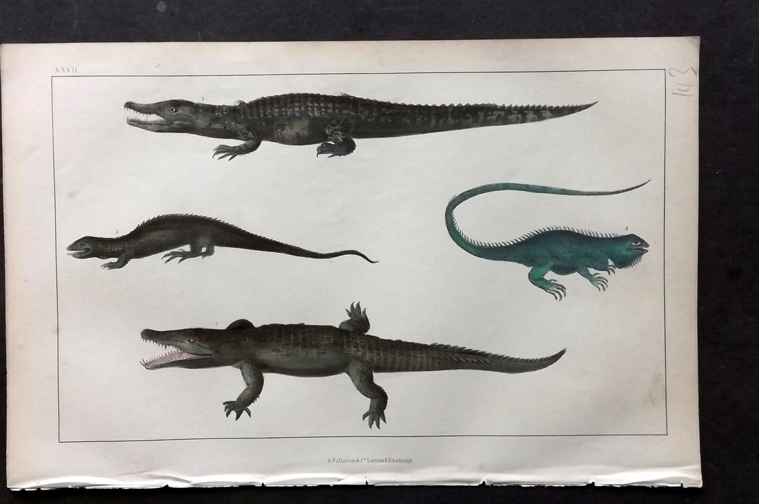Goldsmith, Oliver C1850 Hand Col Print. Crocodile of the Nile, Dragon Lizard, Guana 27: Hand Colored Etching/Engraving Published C1850 by A. Fullarton & Co., London for "A History of the Earth and Animated Nature" by Oliver Goldsmith. Paper Size: 10 x 6 inch (25 x 16cm) Good Condition