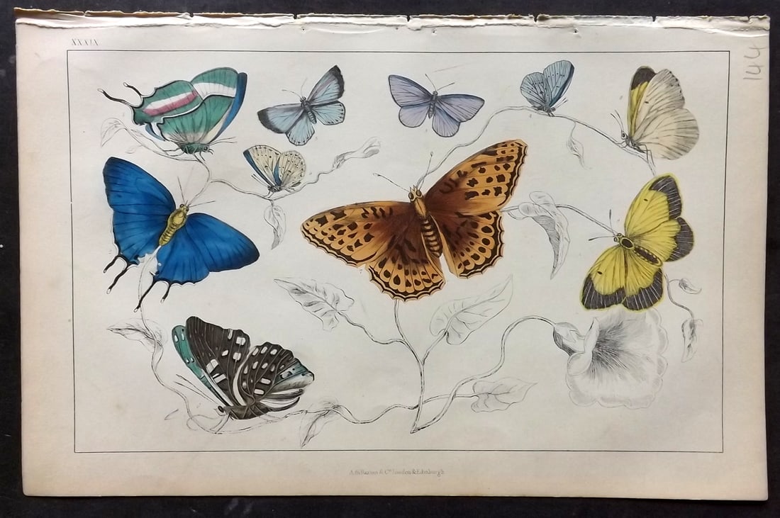 Goldsmith, Oliver C1850 Hand Col Print. Royal, Azure Butterflies 39: Hand Colored Etching/Engraving Published C1850 by A. Fullarton & Co., London for "A History of the Earth and Animated Nature" by Oliver Goldsmith. Paper Size: 10 x 6 inch (25 x 16cm) Good Condition
