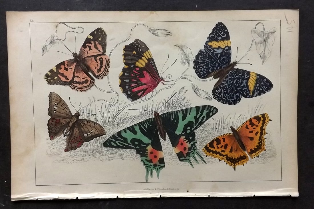 Goldsmith, Oliver C1850 Hand Col Print. Painted Lady, Oriental Emperor Butterflies 40: Hand Colored Etching/Engraving Published C1850 by A. Fullarton & Co., London for "A History of the Earth and Animated Nature" by Oliver Goldsmith. Paper Size: 10 x 6 inch (25 x 16cm) Very minor backgr