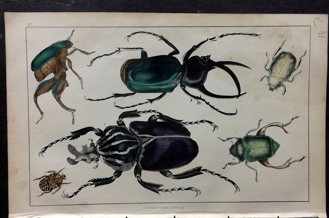 Goldsmith, Oliver C1850 Hand Col Print. Kangaroo, Goliath, Atlas Beetle 03: Hand Colored Etching/Engraving Published C1850 by A. Fullarton & Co., London for "A History of the Earth and Animated Nature" by Oliver Goldsmith. Paper Size: 10 x 6 inch (25 x 16cm) Good Condition