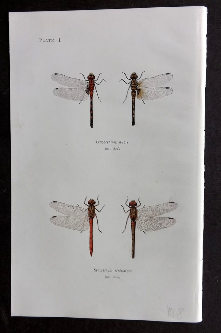 Lucas - British Dragonflies 1899 Print Leucorrhinia dubia Sympetrum Striolatum 1: Lithograph Published 1899, London for "British Dragonflies" by William John Lucas. Paper Size: 8.5 x 5.5 inch (22 x 14cm) Good Condition